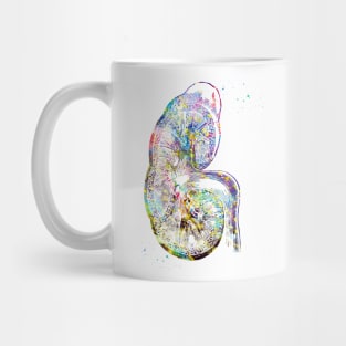 Kidney section Mug